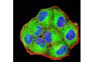 Immunofluorescence analysis of Hela cells using PCDH9 mouse mAb (green). (Protocadherin 9 antibody  (AA 24-148))