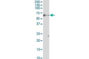 FBXW12 monoclonal antibody (M03), clone 1A9. (FBXW12 antibody  (AA 265-354))