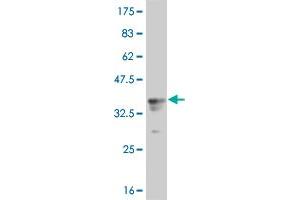 Western Blot detection against Immunogen (34. (RPS6KA1 antibody  (AA 342-416))
