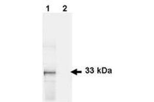 Image no. 1 for anti-Green Fluorescent Protein (GFP) antibody (ABIN1101731) (GFP antibody)