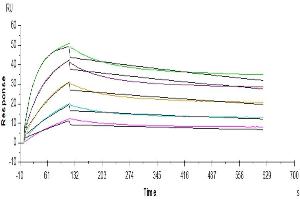 Surface Plasmon Resonance (SPR) image for FGFR2 beta (AA 152-378) protein (His tag) (ABIN7274646)