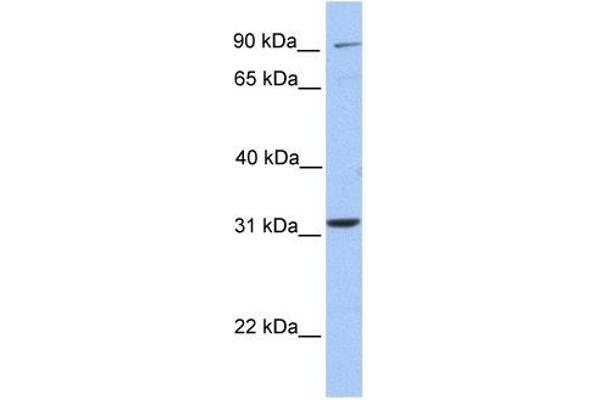 ELFN2 antibody  (N-Term)