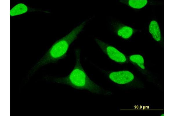 UBASH3B antibody  (AA 344-441)