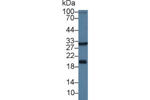 Western Blot; Sample: Rat Liver lysate; Primary Ab: 1µg/ml Rabbit Anti-Human HSD17b12 Antibody Second Ab: 0. (HSD17B12 antibody  (AA 1-312))