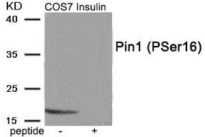 Western blot analysis of extracts from COS7 cells treated with Insulin using Phospho-Pin1 (Ser16) antibody. (PIN1 antibody  (pSer16))