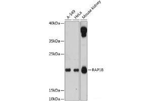 Western blot analysis of extracts of various cell lines using RAP1B Polyclonal Antibody at dilution of 1:3000. (RAP1B antibody)