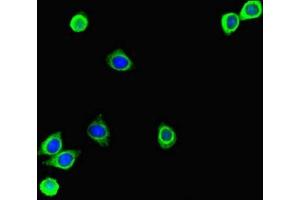 Immunofluorescent analysis of HepG2 cells using ABIN7166091 at dilution of 1:100 and Alexa Fluor 488-congugated AffiniPure Goat Anti-Rabbit IgG(H+L) (MBTPS1 antibody  (AA 17-70))