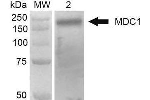 Western Blot analysis of Human 293Trap cell lysates showing detection of 184 kDa MDC1 protein using Mouse Anti-MDC1 Monoclonal Antibody, Clone P2B11 . (MDC1 antibody  (N-Term) (PE))