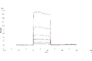 Surface Plasmon Resonance (SPR) image for Angiotensin I Converting Enzyme 2 (ACE2) protein (His tag) (ABIN6952704)