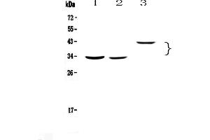 Western blot analysis of Regucalcin using anti-Regucalcin antibody . (Regucalcin antibody)