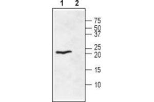 Western blot analysis of rat heart membranes: - 1. (Ephrin A1 antibody  (Extracellular))