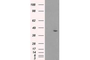 Image no. 1 for anti-Mitogen-Activated Protein Kinase 8 (MAPK8) (AA 1-384) antibody (ABIN1490768) (JNK antibody  (AA 1-384))