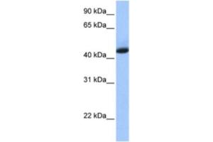 Western Blotting (WB) image for anti-KH Domain Containing, RNA Binding, Signal Transduction Associated 1 (KHDRBS1) antibody (ABIN2462221) (KHDRBS1 antibody)
