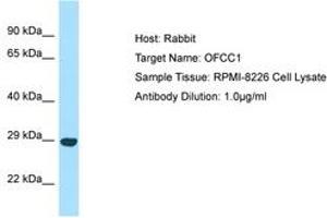 Image no. 1 for anti-Orofacial Cleft 1 Candidate 1 (OFCC1) (AA 144-193) antibody (ABIN6750062) (OFCC1 antibody  (AA 144-193))