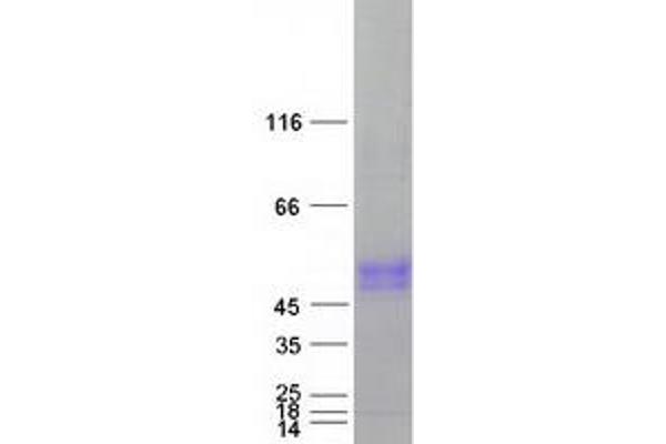 SLC30A10 Protein (Myc-DYKDDDDK Tag)