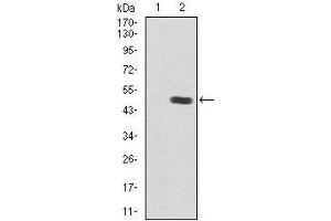 Western Blotting (WB) image for anti-Insulin-Like Growth Factor 2 (IGF2) (AA 25-180) antibody (ABIN1098108)