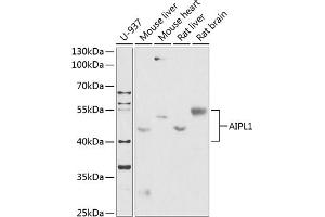 Western blot analysis of extracts of various cell lines, using  antibody (ABIN6129963, ABIN6136690, ABIN6136692 and ABIN6218362) at 1:1000 dilution. (AIPL1 antibody  (AA 1-384))