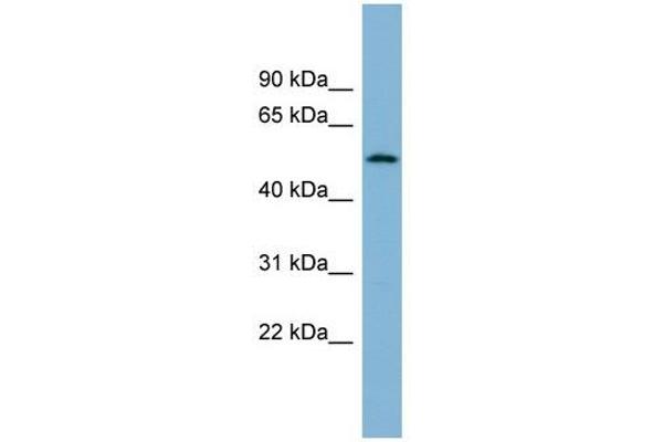 CNOT11 antibody  (N-Term)