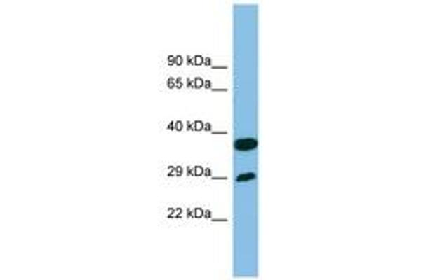 RTP4 antibody  (AA 107-156)