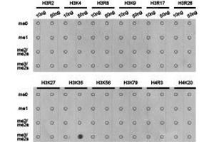 Western Blotting (WB) image for anti-Histone 3 (H3) (H3K36me3) antibody (ABIN1873005) (Histone 3 antibody  (H3K36me3))