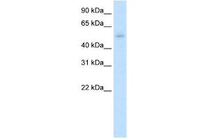 WB Suggested Anti-KLF10 Antibody Titration:  5. (KLF10/TIEG1 antibody  (N-Term))