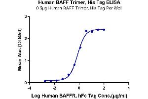 ELISA image for Tumor Necrosis Factor (Ligand) Superfamily, Member 13b (TNFSF13B) (Trimer) protein (His-DYKDDDDK Tag) (ABIN7273911)