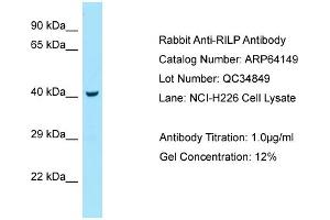 Western Blotting (WB) image for anti-Rab Interacting Lysosomal Protein (RILP) (C-Term) antibody (ABIN2789748) (RILP antibody  (C-Term))