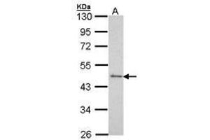 Image no. 1 for anti-Serum Response Factor (SRF) (AA 57-239) antibody (ABIN467424) (SRF antibody  (AA 57-239))