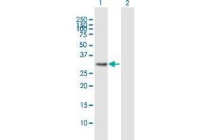 Lane 1: GOLPH3 transfected lysate ( 33. (GOLPH3 293T Cell Transient Overexpression Lysate(Denatured))