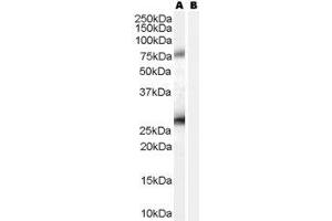 ABIN2562342 (0. (RCAS1 antibody  (C-Term))