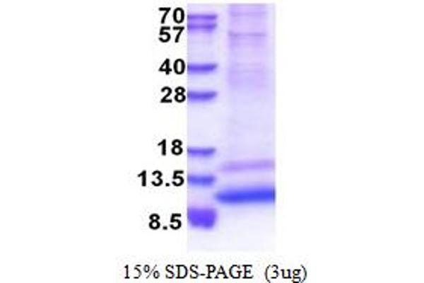 GNG4 Protein (AA 1-72) (His tag)