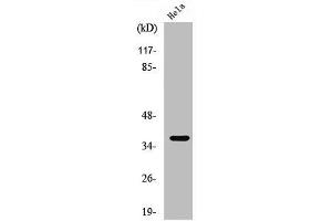 Western Blot analysis of A549 cells using ApoF Polyclonal Antibody (Apolipoprotein F antibody  (C-Term))
