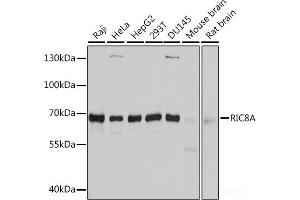 Western blot analysis of extracts of various cell lines using RIC8A Polyclonal Antibody at dilution of 1:3000. (RIC8A antibody)