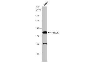 WB Image Whole cell extract (30 μg) was separated by 7. (PKC alpha antibody  (N-Term))