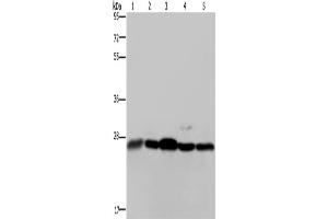 Western Blotting (WB) image for anti-High Mobility Group Box 1 (HMGB1) antibody (ABIN2431510) (HMGB1 antibody)