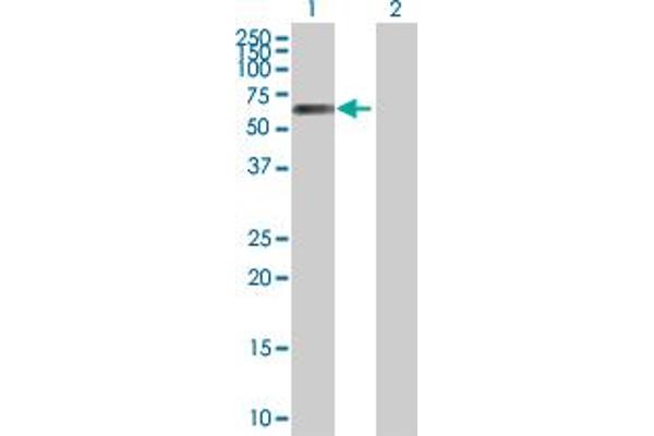 ARIH2 anticorps  (AA 1-493)