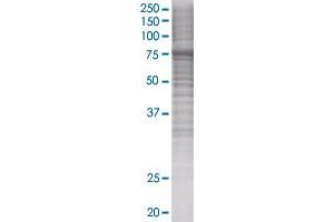 KIF22 transfected lysate. (KIF22 293T Cell Transient Overexpression Lysate(Denatured))