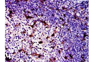 Immunohistochemistry (IHC) image for anti-BPI Fold Containing Family B, Member 1 (BPIFB1) antibody (ABIN969534)