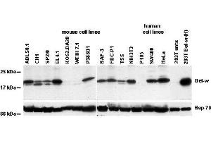 Western Blotting (WB) image for anti-BCL2-Like 2 (BCL2L2) antibody (ABIN187546) (BCL2L2 antibody)