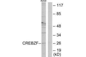 Western blot analysis of extracts from RAW264. (CREBZF antibody)