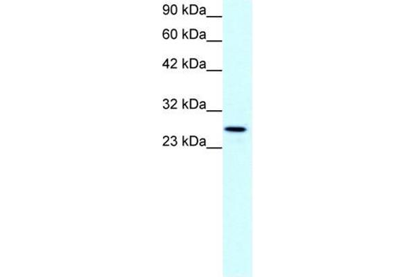 Claudin 13 (CLDN13) (C-Term) Antikörper