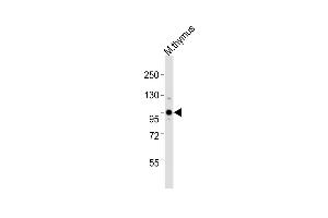 Anti-Uhrf1 Antibody (C-term) at 1:2000 dilution + mouse thymus lysates Lysates/proteins at 20 μg per lane. (UHRF1 antibody  (C-Term))