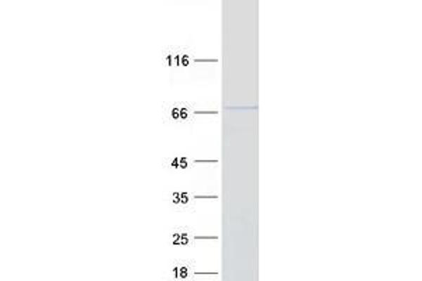 TRIM26 Protein (Myc-DYKDDDDK Tag)