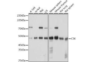 Western blot analysis of extracts of various cell lines, using CSK Rabbit mAb (ABIN1513217, ABIN3021034, ABIN3021035 and ABIN7101334) at 1:1000 dilution. (CSK antibody)