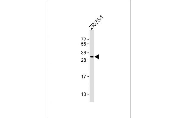 CSN2 antibody  (N-Term)