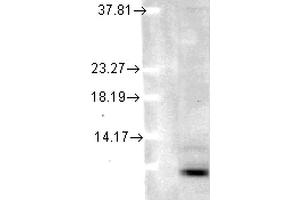 Western Blot analysis of Human cell lysates showing detection of Ubiquitin protein using Mouse Anti-Ubiquitin Monoclonal Antibody, Clone 5B9-B3 . (Ubiquitin antibody  (Atto 594))