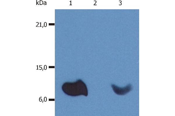 beta-2 Microglobulin antibody