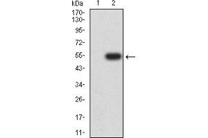 Western blot analysis using CHRNA10 mAb against HEK293 (1) and CHRNA10 (AA: extra 25-237)-hIgGFc transfected HEK293 (2) cell lysate. (CHRNA10 antibody  (AA 25-237))