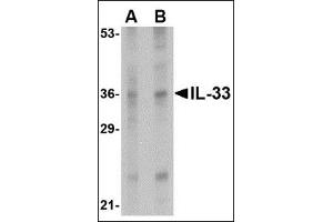 Image no. 2 for anti-Interleukin 33 (IL33) (Center) antibody (ABIN372914) (IL-33 antibody  (Center))