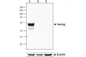 Western Blotting (WB) image for anti-Nanog Homeobox (NANOG) antibody (ABIN2666253) (Nanog antibody)
